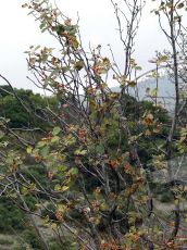 Sorbus-taurica_плодоношение